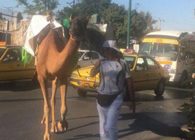 گردشگر ایرانی با شتر به سفر دور دنیا رفت ، سفری که بیش از دو سال طول می کشد!
