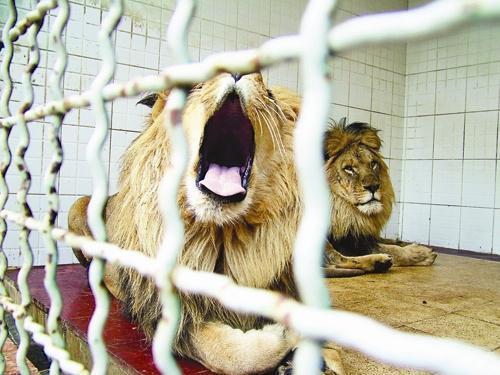 فیلم ، شرایط ساکنان عظیم ترین باغ وحش ایران در دوران کرونا