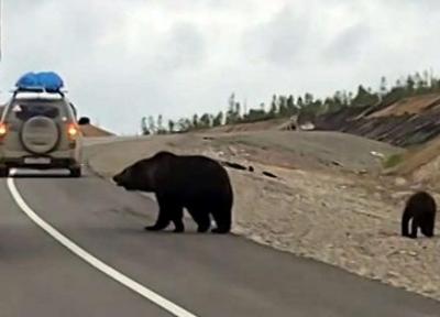 باج گیری خرس ها از رانندگان در جاده!