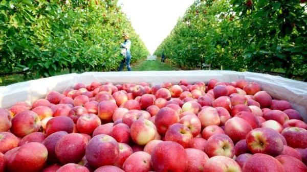 تور ارمنستان ارزان: صادرات سیب ایران به روسیه به وسیله کریدور ارمنستان