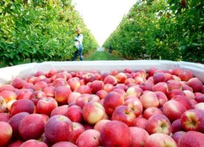 تور ارمنستان ارزان: صادرات سیب ایران به روسیه به وسیله کریدور ارمنستان