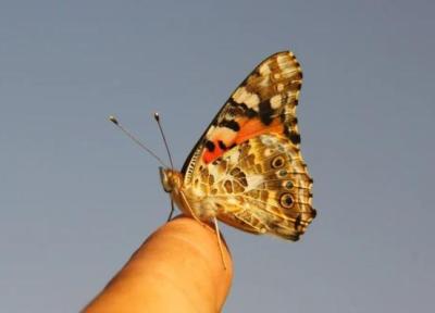 این پروانه کوچک رکورد مهاجرت را شکست: 4000 کیلومتر در 8 روز، بدون توقف ، عکس